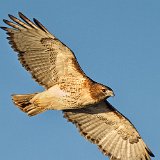 12SB1420 Red-tailed Hawk